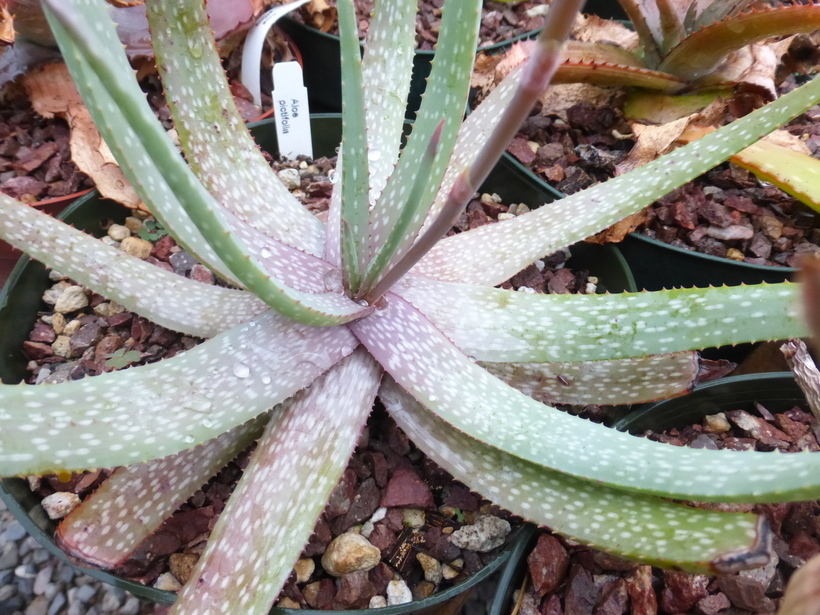 Image of Aloe pictifolia D. S. Hardy