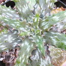 Aloe vogtsii Reynolds resmi