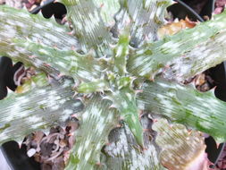 Image of Aloe vogtsii Reynolds