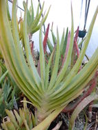 Image of Aloe lineata (Aiton) Haw.