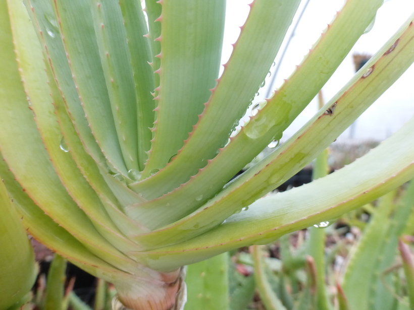 Image of Aloe lineata (Aiton) Haw.