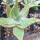 Aloe secundiflora Engl. resmi