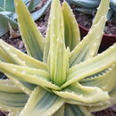 Image of Aloe brevifolia Mill.