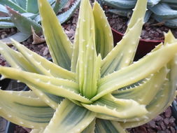 Image of Aloe brevifolia Mill.