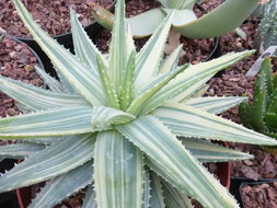 Image of Aloe brevifolia Mill.