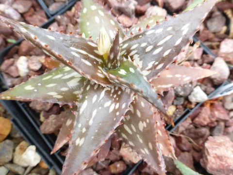 Image of Aloe jucunda Reynolds