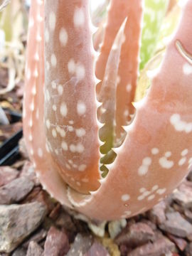 Aloe turkanensis Christian resmi