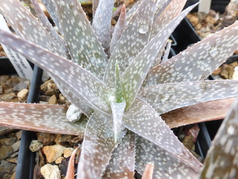 Image of Aloe rauhii Reynolds