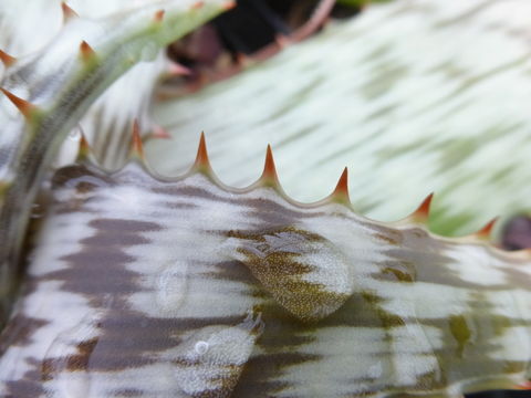 Aloe burgersfortensis Reynolds resmi