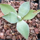 Agave inaequidens K. Koch resmi