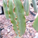 Image of Cissus cactiformis Gilg