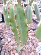 Image of Cissus cactiformis Gilg