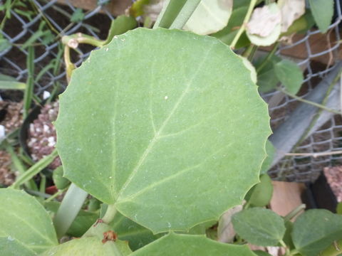 Image of Venezuelan treebine