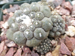 Image de Copiapoa hypogaea F. Ritter