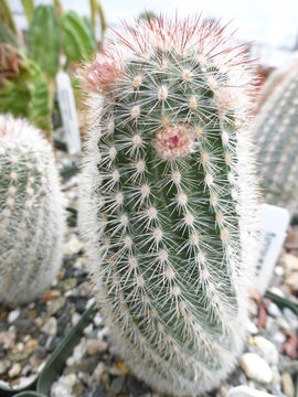 Echinocereus laui G. Frank的圖片