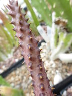 Image of <i>Edithcolea grandis</i>