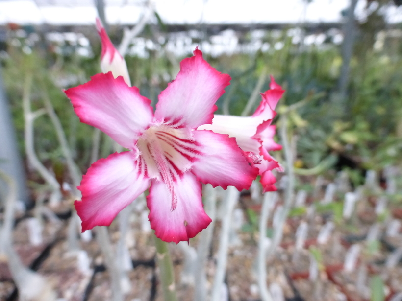 Image de Adenium obesum (Forsk.) Roem. & Schult.