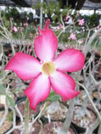 Image de Adenium obesum (Forsk.) Roem. & Schult.