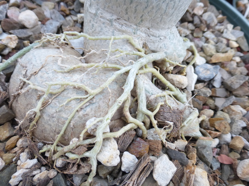 Image de Adenium obesum (Forsk.) Roem. & Schult.