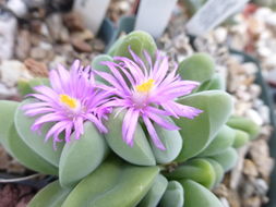 Imagem de Gibbaeum dispar N. E. Br.