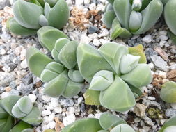 Imagem de Gibbaeum dispar N. E. Br.