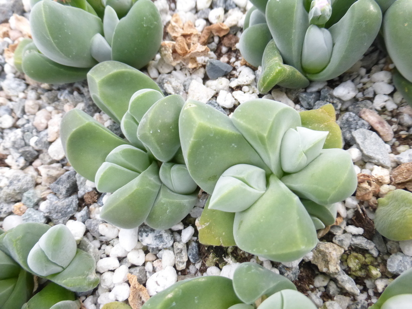 Imagem de Gibbaeum dispar N. E. Br.