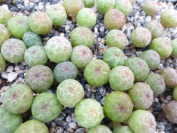 Image of Euphorbia obesa Hook. fil.