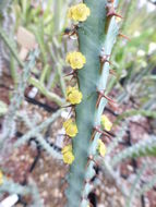 Image of Euphorbia schinzii Pax