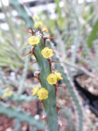 Image of Euphorbia schinzii Pax