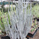 Image of Euphorbia setispina S. Carter