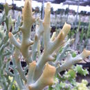 Euphorbia stenoclada Baill. resmi