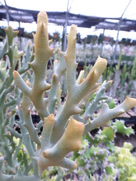 Euphorbia stenoclada Baill. resmi