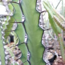 Euphorbia tescorum S. Carter的圖片