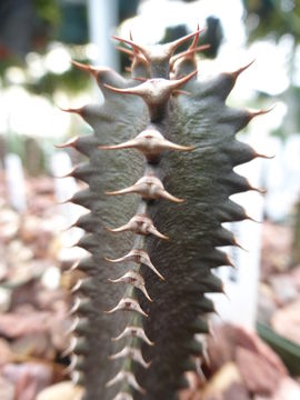 Euphorbia canariensis L. resmi