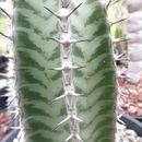 Image of <i>Euphorbia confinalis</i> ssp. <i>rhodesiaca</i>