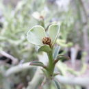 Imagem de Euphorbia gariepina subsp. balsamea (Welw. ex Hiern) L. C. Leach