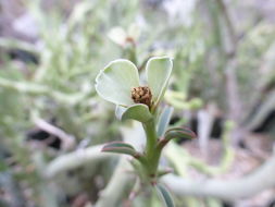 Imagem de Euphorbia gariepina subsp. balsamea (Welw. ex Hiern) L. C. Leach