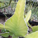 Image of <i>Euphorbia <i>cooperi</i></i> var. cooperi