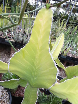 Image of <i>Euphorbia <i>cooperi</i></i> var. cooperi