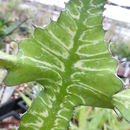 Sivun Euphorbia bougheyi L. C. Leach kuva