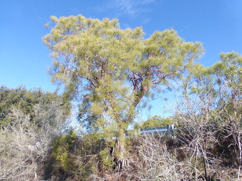 Plancia ëd Adenostoma sparsifolium Torr.