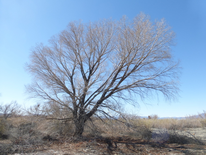 Image of Goodding's willow