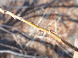 Image of Goodding's willow