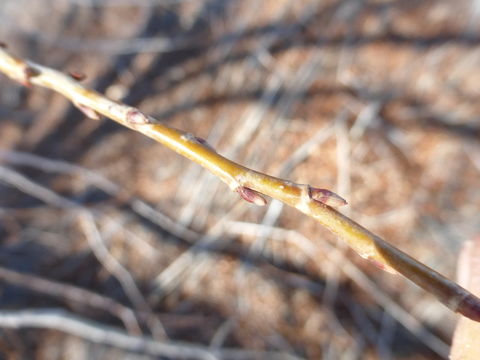 Image de Salix gooddingii C. R. Ball