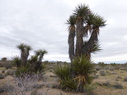 Image of Mojave yucca