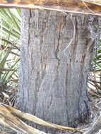 Image of Mojave yucca