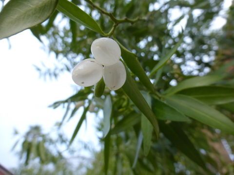 Imagem de Vallesia laciniata S. Brandeg.