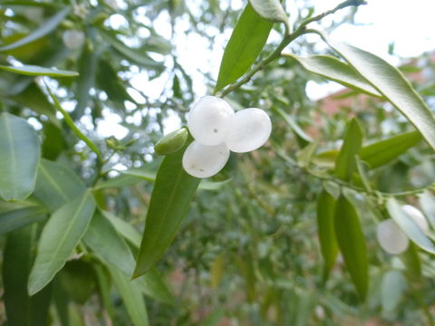 Image of Vallesia laciniata S. Brandeg.