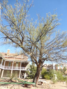 Image of velvet mesquite