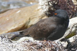 Image of Blackish Oystercatcher